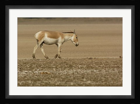 Framed Asiatic Wild Ass, Donkey, Gujarat, INDIA Print