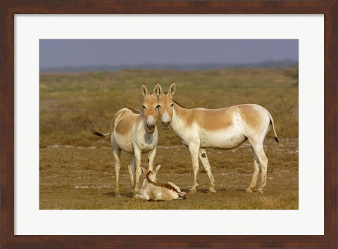 Framed Group of Asiatic Wild Ass,  Gujarat, INDIA Print