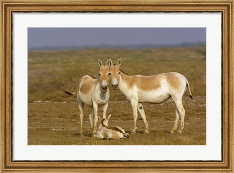 Framed Group of Asiatic Wild Ass,  Gujarat, INDIA Print