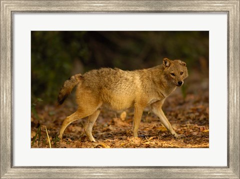 Framed Golden Jackal wildlife, Bharatpur NP, Rajasthan. INDIA Print