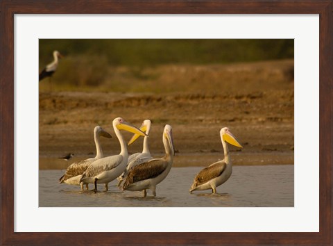 Framed Great White Pelican bird, Velavadar, Gujarat, SW INDIA Print