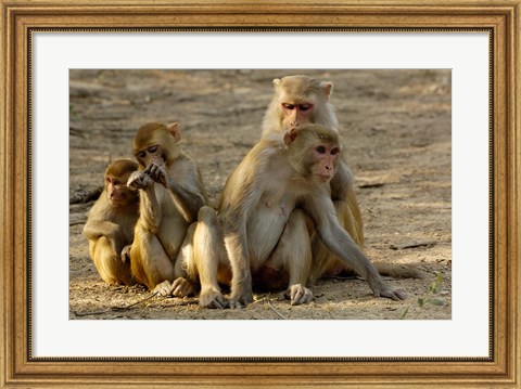 Framed Group of Rhesus Macaques, Bharatpur NP, Rajasthan, INDIA Print