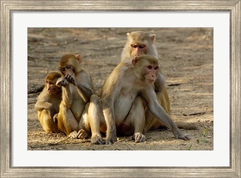 Framed Group of Rhesus Macaques, Bharatpur NP, Rajasthan, INDIA Print