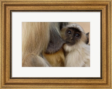 Framed Hanuman Langur monkey feeding, Ranthambhore NP, Rajasthan INDIA Print