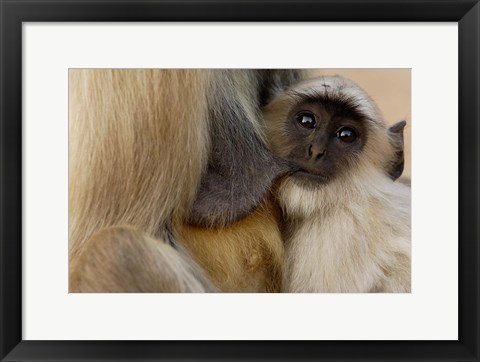 Framed Hanuman Langur monkey feeding, Ranthambhore NP, Rajasthan INDIA Print