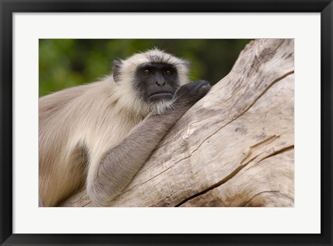 Framed Hanuman Langur monkey, Mandore, Rajasthan. INDIA Print