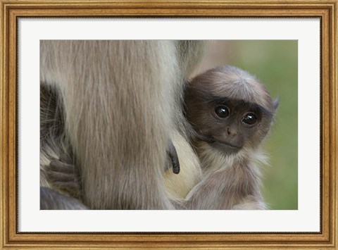Framed Hanuman Langurs baby monkey, Mandore, Rajasthan. INDIA Print