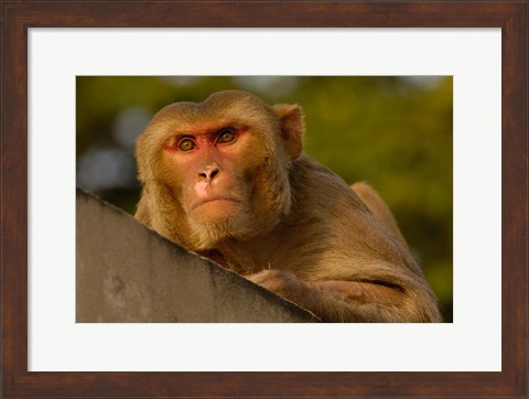 Framed Rhesus Macaque, Bird, Bharatpur. Rajasthan. INDIA Print