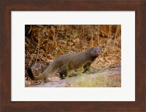 Framed Ruddy Mongoose, Ranthambhore NP, Rajasthan, INDIA Print