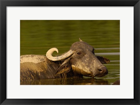 Framed Water buffalo, Wildlife, Bharatpur village, INDIA Print