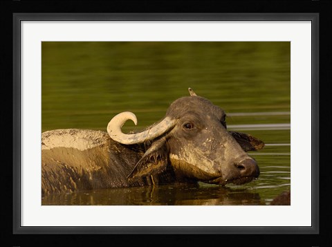 Framed Water buffalo, Wildlife, Bharatpur village, INDIA Print