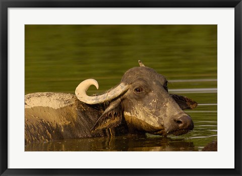 Framed Water buffalo, Wildlife, Bharatpur village, INDIA Print