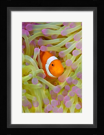 Framed Anemonefish in protective anemone, Raja Ampat, Papua, Indonesia Print