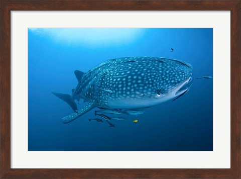 Framed Bay Whale shark and remoras Print