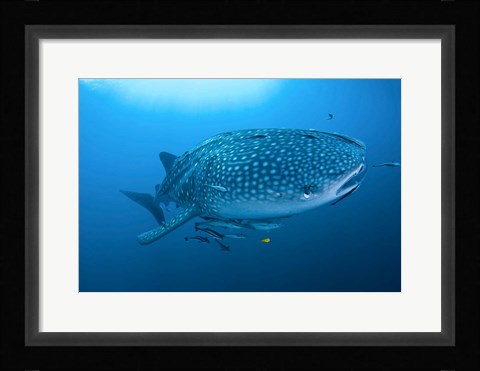 Framed Bay Whale shark and remoras Print