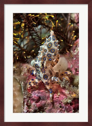 Framed Blue-ring octopus and coral, Raja Ampat, Papua, Indonesia Print