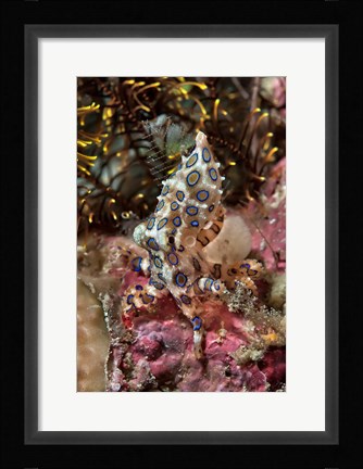Framed Blue-ring octopus and coral, Raja Ampat, Papua, Indonesia Print
