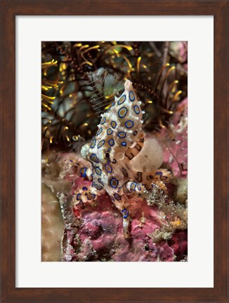 Framed Blue-ring octopus and coral, Raja Ampat, Papua, Indonesia Print