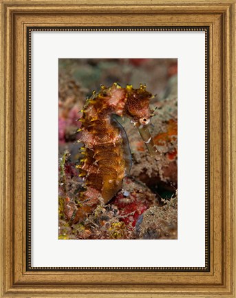 Framed Close-up of adult spiny seahorse Print