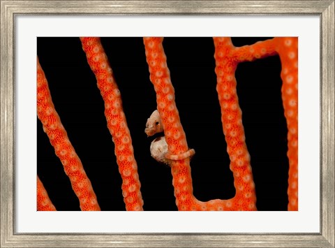 Framed Close-up of world&#39;s smallest seahorse, Raja Ampat, Papua, Indonesia Print