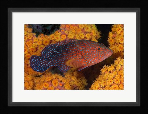 Framed Coral trout fish and coral, Raja Ampat, Papua, Indonesia Print