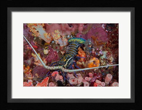 Framed Lobster and coral, Raja Ampat, Papua, Indonesia Print
