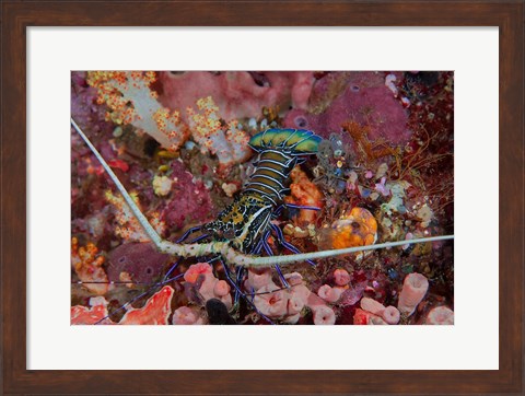Framed Lobster and coral, Raja Ampat, Papua, Indonesia Print