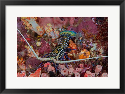 Framed Lobster and coral, Raja Ampat, Papua, Indonesia Print