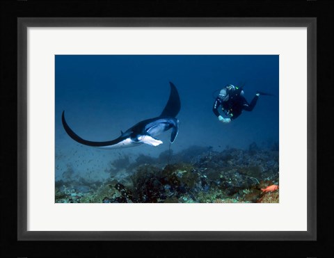 Framed Manta ray swims past scuba diver, Komodo NP, Indonesia Print