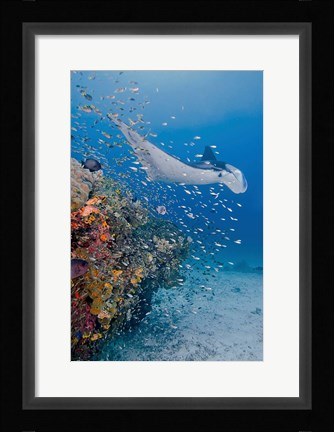 Framed Manta ray, fish and coral, Raja Ampat, Papua, Indonesia Print