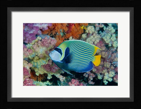 Framed Underwater scene of angelfish and coral, Raja Ampat, Papua, Indonesia Print