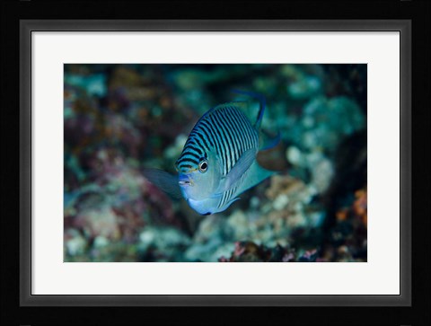 Framed Bay Close-up of angelfish Print