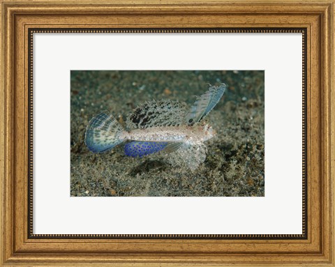 Framed Close-up of dragonet fish Print