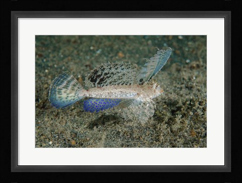 Framed Close-up of dragonet fish Print