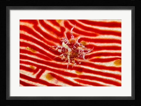 Framed Bay Anemone on sea cucumber Print