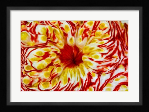 Framed Bay Close-up of sea cucumber Print