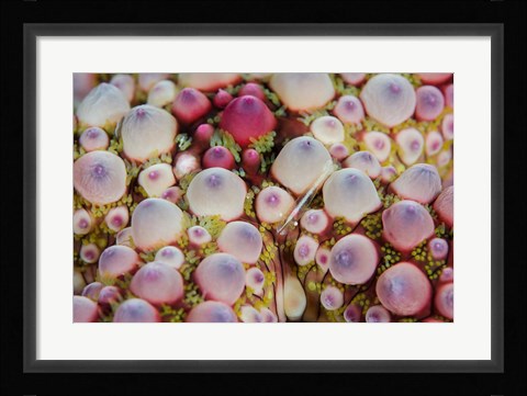 Framed Shrimp swimming over sea star Print