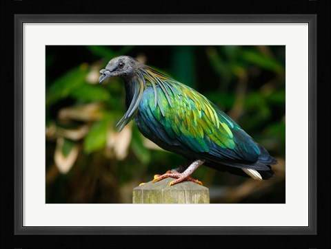 Framed Nicobar Pigeon bird, Indonesia Print