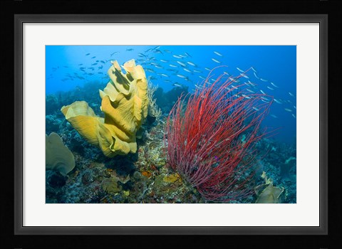 Framed Raja Ampat, Indonesia Print