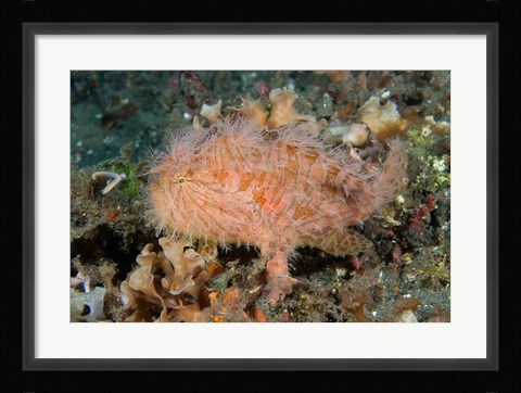 Framed Angler fish Print