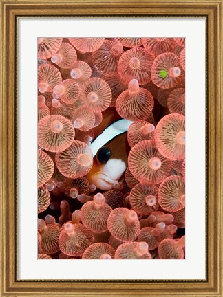 Framed Clark&#39;s anemonefish Print