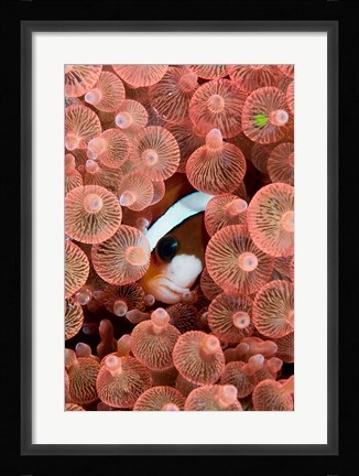 Framed Clark's anemonefish Print