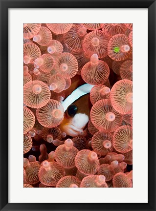 Framed Clark's anemonefish Print