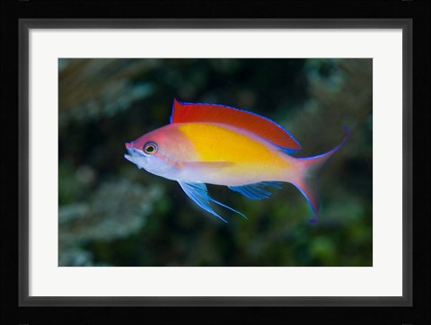 Framed Colorful anthias fish Print