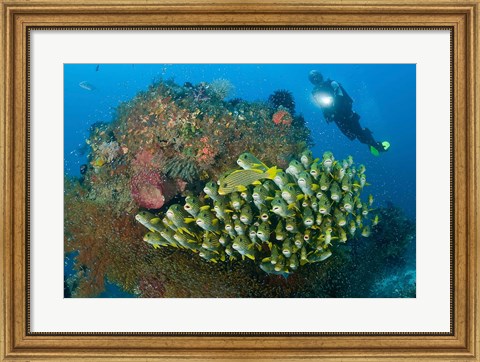 Framed Diver and schooling sweetlip fish next to reef, Raja Ampat, Papua, Indonesia Print