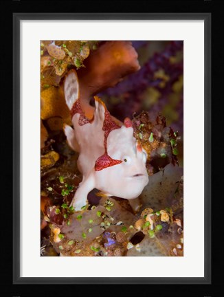 Framed Frogfish or anglerfish Print