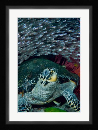 Framed Glassfish, Hawksbill turtle Print