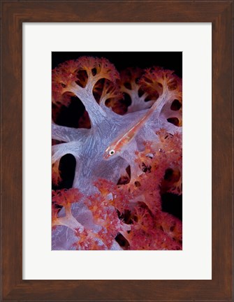 Framed Goby fish Print