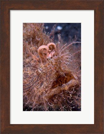 Framed Hairy frogfish Print