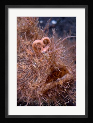 Framed Hairy frogfish Print